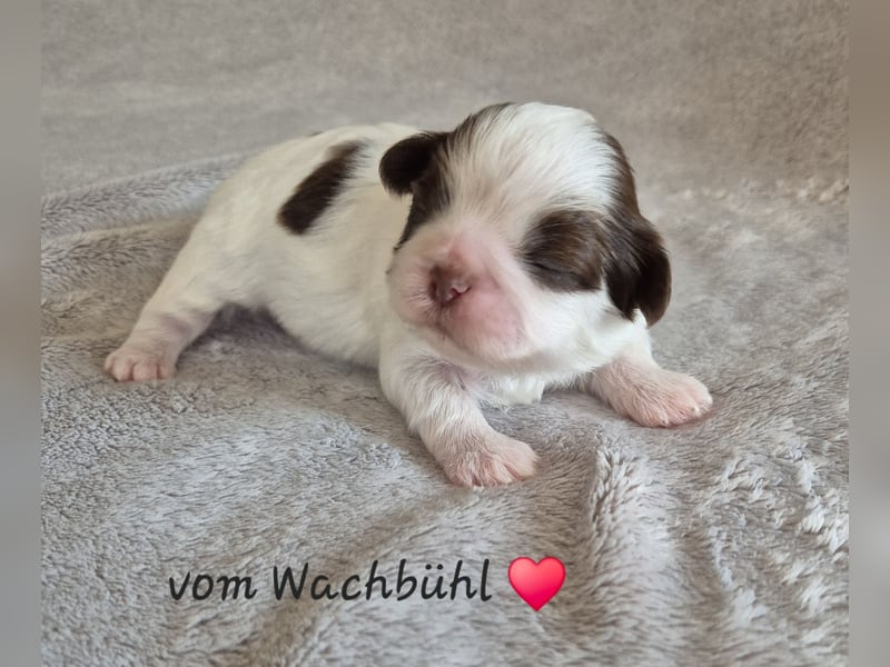 Wir haben Welpen !