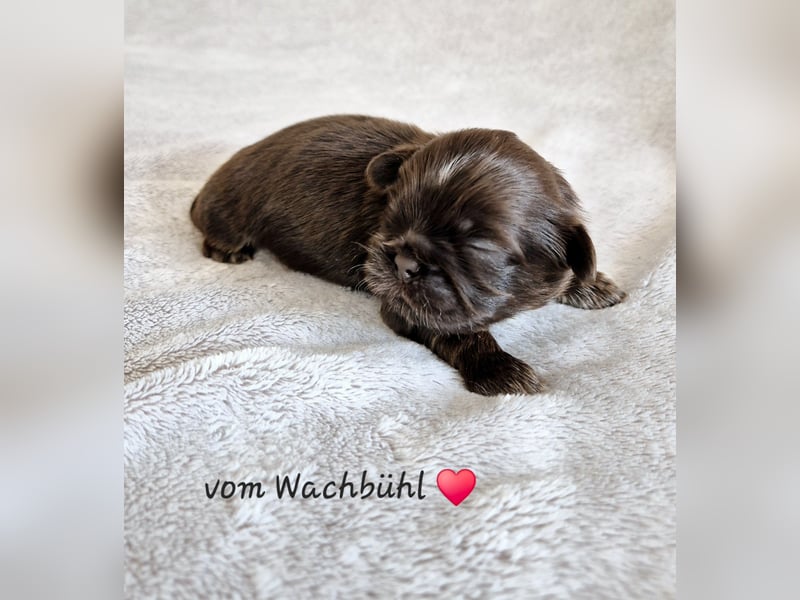 Wir haben Welpen !