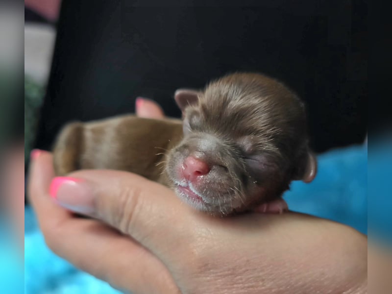 Reinrassige Shih Tzu Welpen