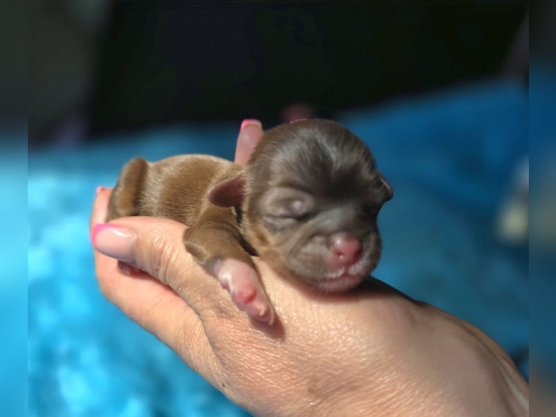 Reinrassige Shih Tzu Welpen