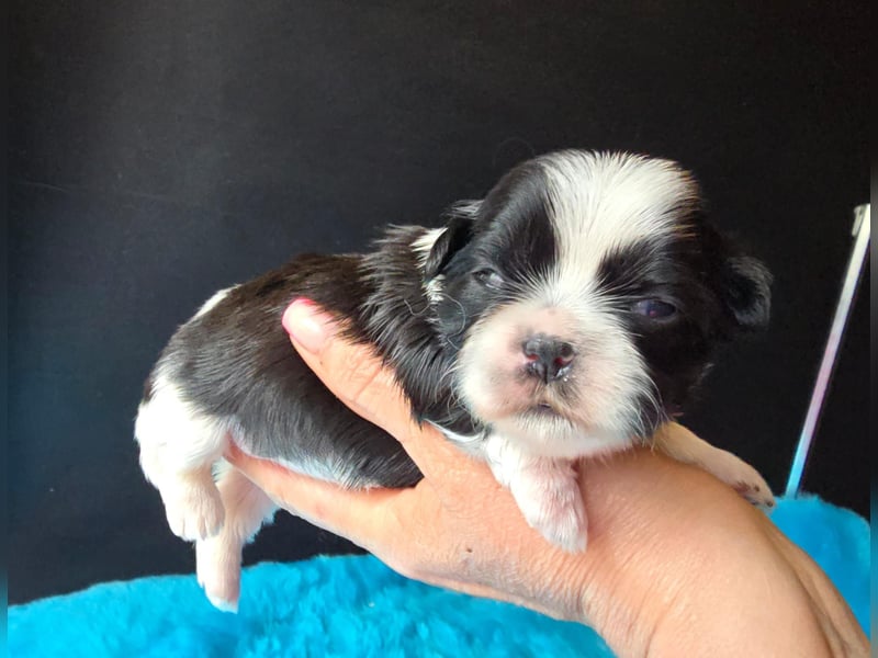 Reinrassige Shih Tzu Welpen