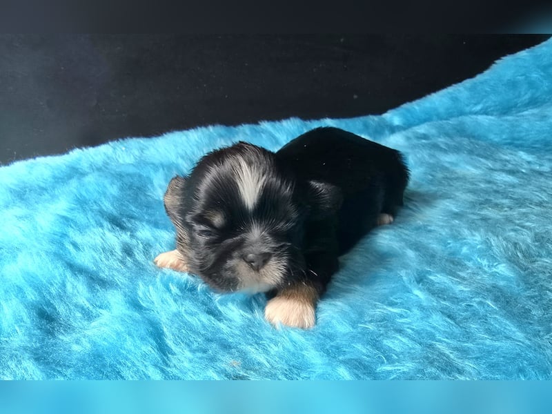 Reinrassige Shih Tzu Welpen