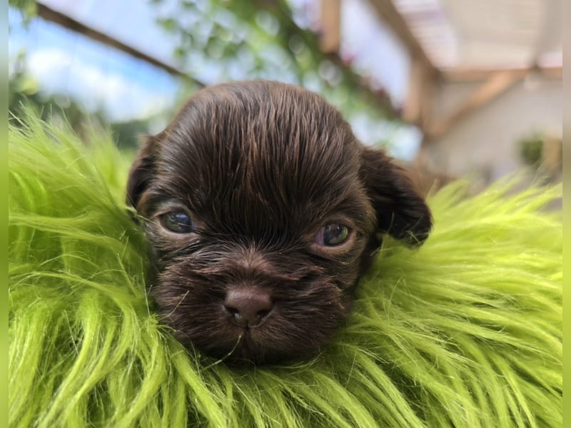 Reinrassige Shih Tzu Welpen