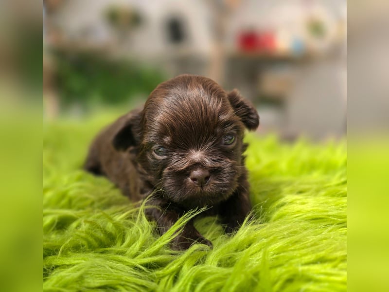 Reinrassige Shih Tzu Welpen