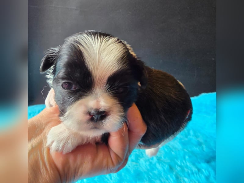 Reinrassige Shih Tzu Welpen