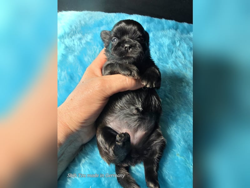 Reinrassige Shih Tzu Welpen