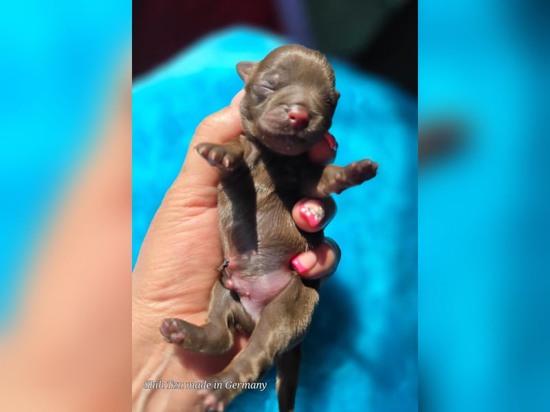 Reinrassige Shih Tzu Welpen