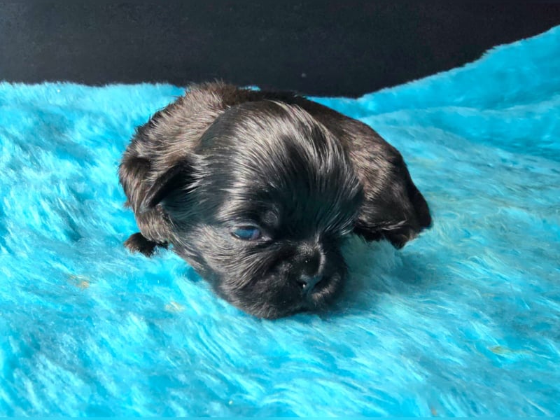 Reinrassige Shih Tzu Welpen
