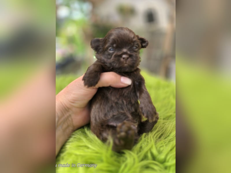 Reinrassige Shih Tzu Welpen