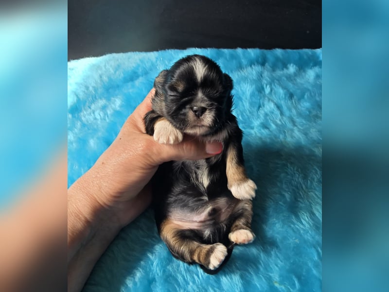 Reinrassige Shih Tzu Welpen
