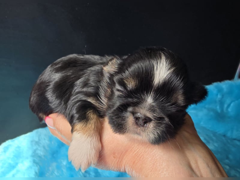 Reinrassige Shih Tzu Welpen