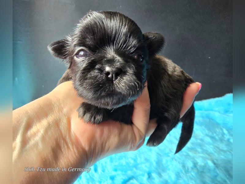 Reinrassige Shih Tzu Welpen
