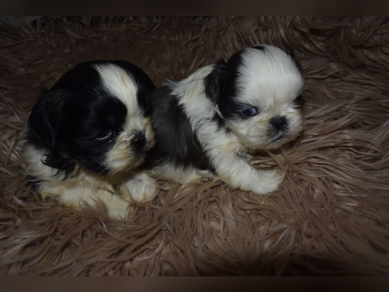 Zwei süße Shih-Tzu Welpen
