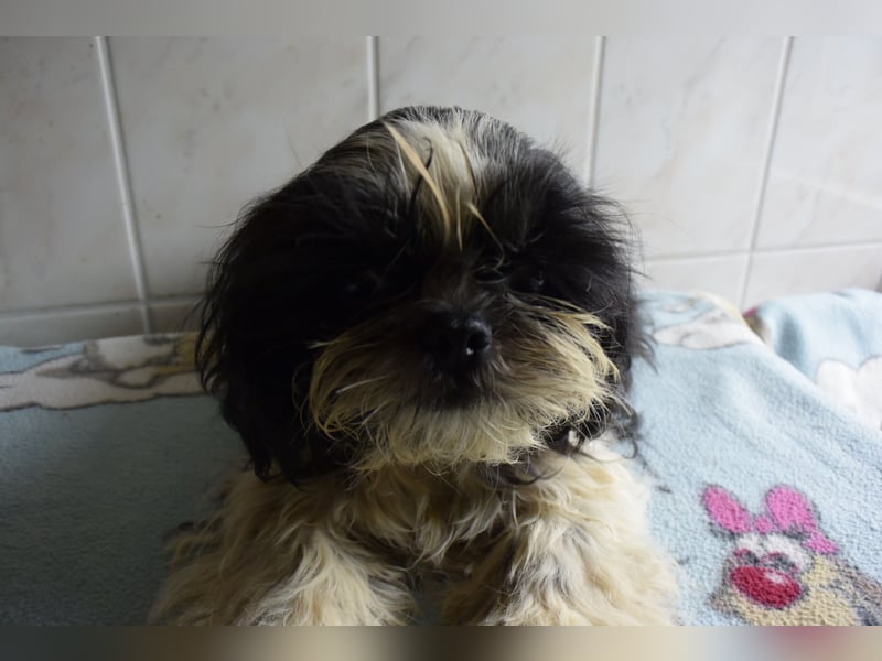 Zwei süße Shih-Tzu Welpen