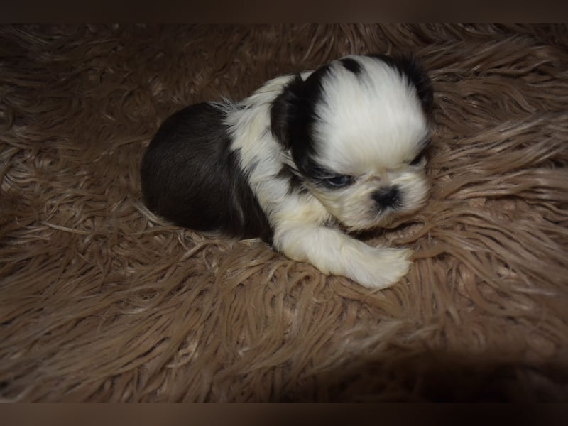 Zwei süße Shih-Tzu Welpen