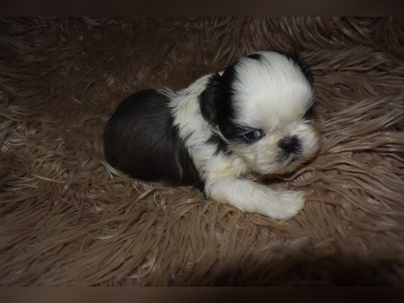 Zwei süße Shih-Tzu Welpen