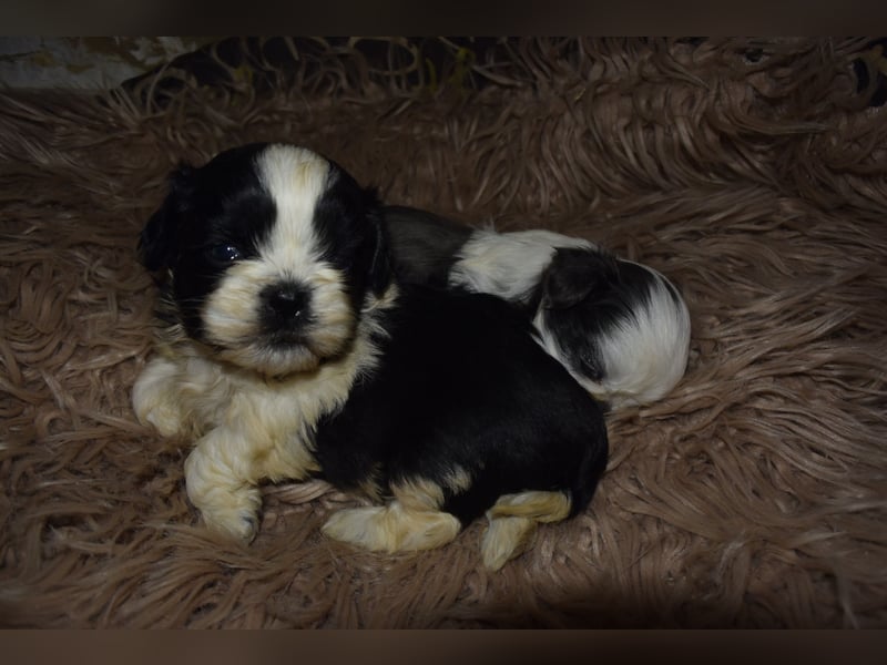 Zwei süße Shih-Tzu Welpen