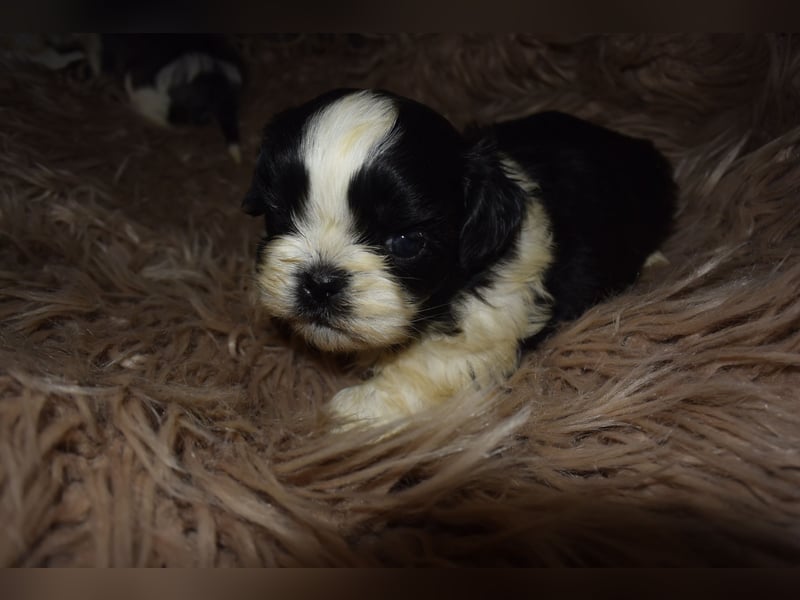 Zwei süße Shih-Tzu Welpen