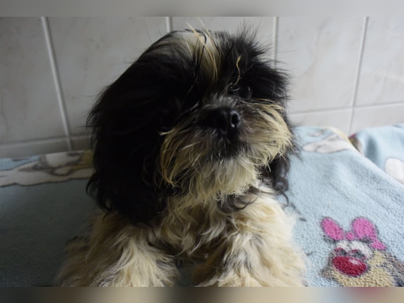 Zwei süße Shih-Tzu Welpen