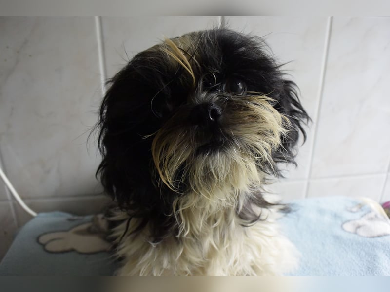 Zwei süße Shih-Tzu Welpen