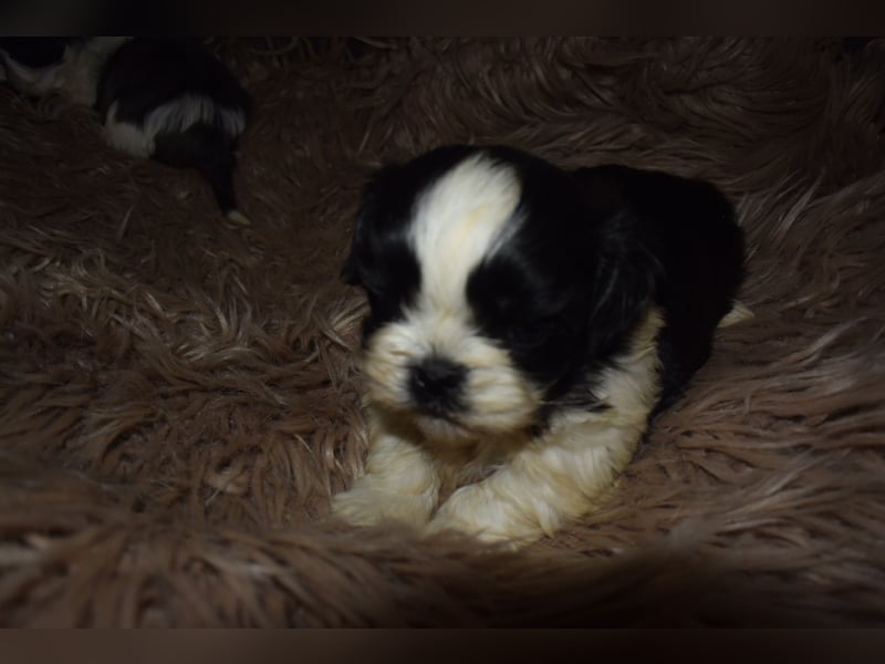 Zwei süße Shih-Tzu Welpen