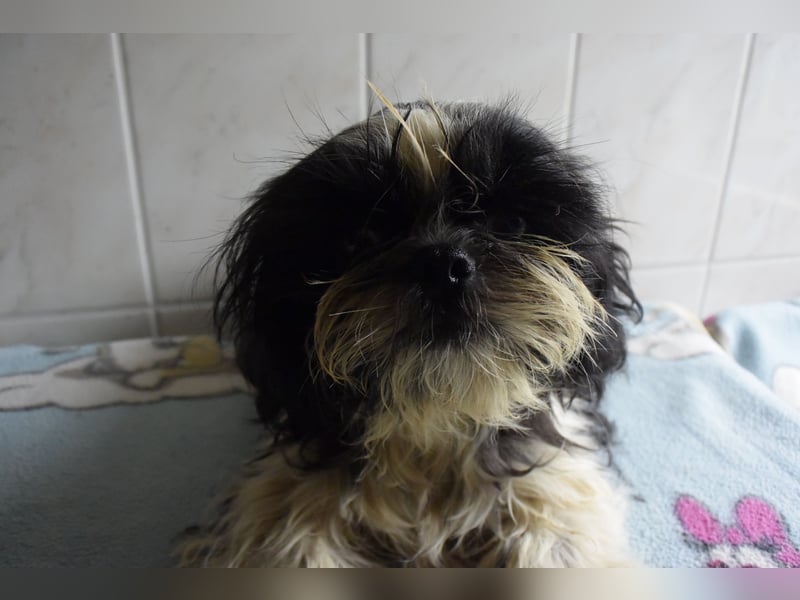 Zwei süße Shih-Tzu Welpen