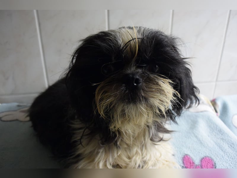 Zwei süße Shih-Tzu Welpen