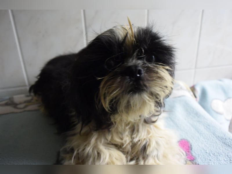 Zwei süße Shih-Tzu Welpen