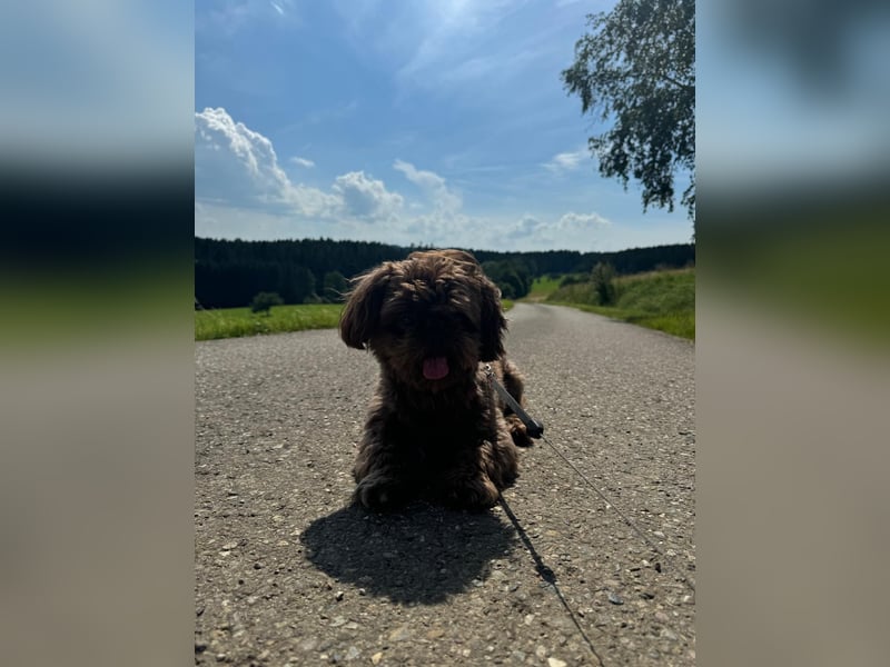 Shi tzu Deckrüde Cookie in Schoko sucht Hündin