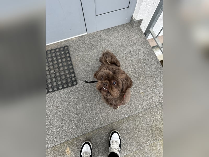 Shi tzu Deckrüde Cookie in Schoko sucht Hündin