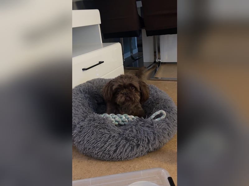 Shi tzu Deckrüde Cookie in Schoko sucht Hündin