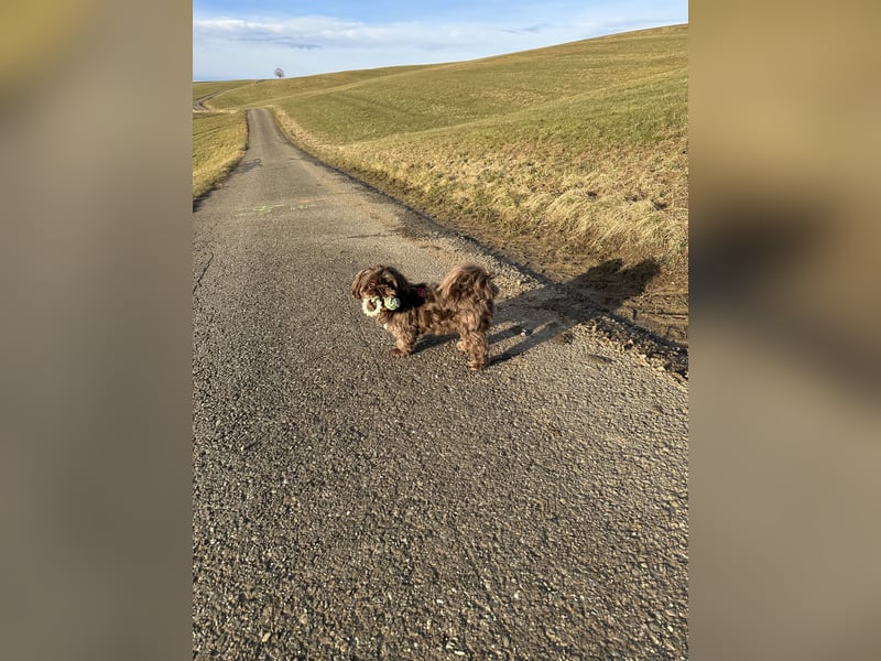 Shi tzu Deckrüde Cookie in Schoko sucht Hündin