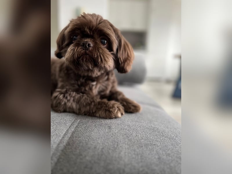 Shi tzu Deckrüde Cookie in Schoko sucht Hündin