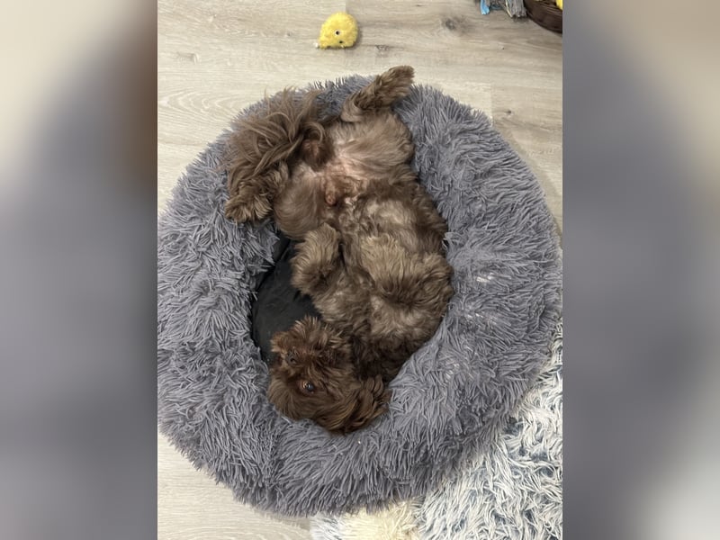 Shi tzu Deckrüde Cookie in Schoko sucht Hündin