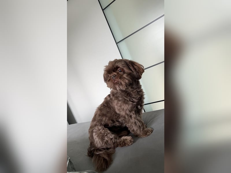 Shi tzu Deckrüde Cookie in Schoko sucht Hündin