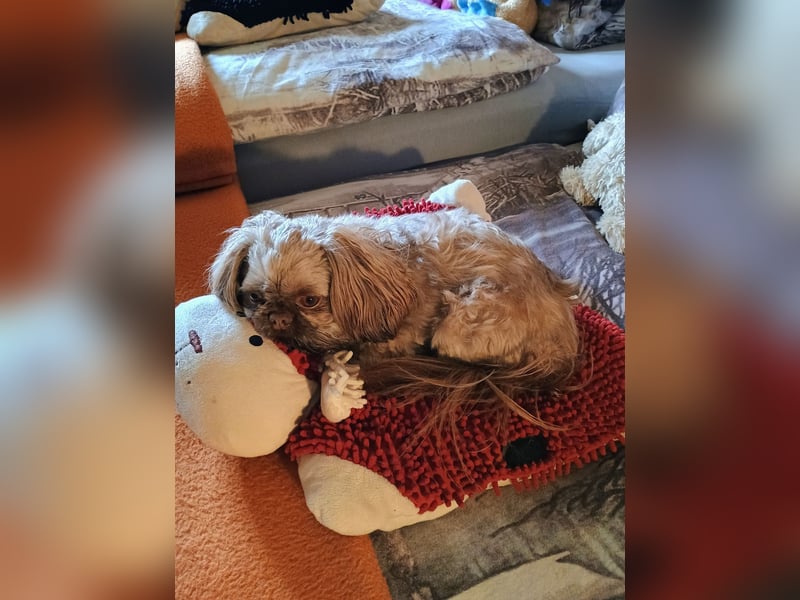 Kleiner Hund