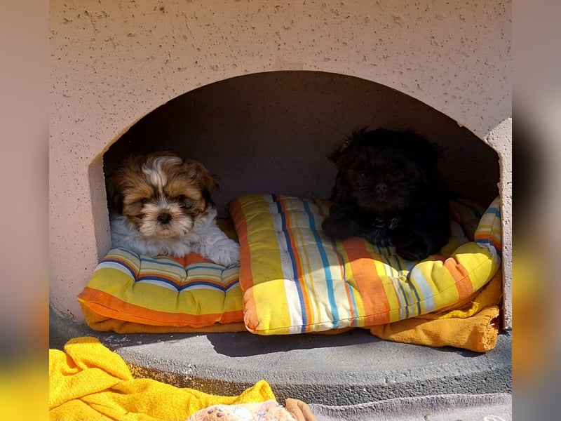 Reinrassige Shih Tzu  Welpen suchen ab 07.05. ein neues zu Hause
