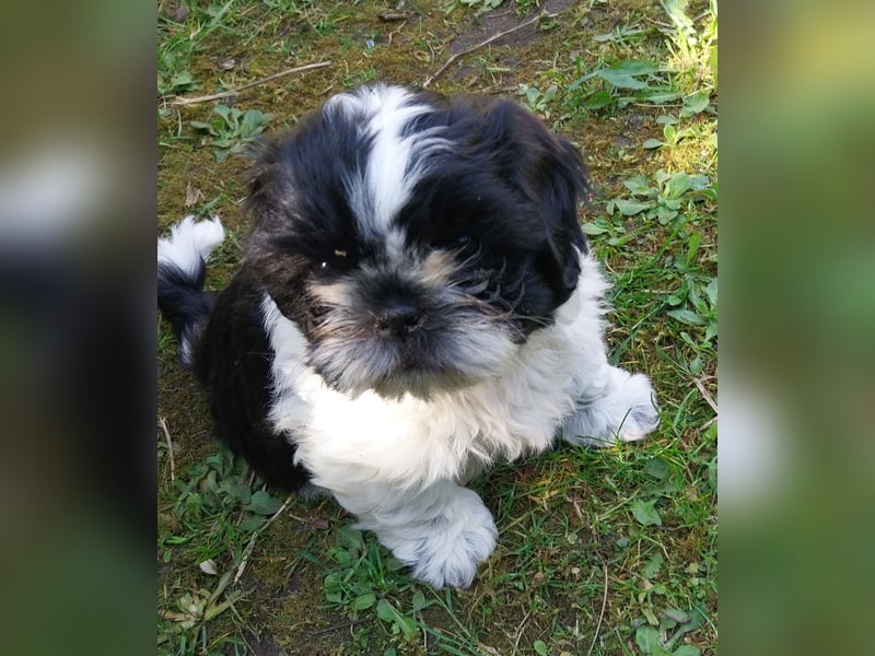 Reinrassige Shih Tzu  Welpen suchen ab 07.05. ein neues zu Hause