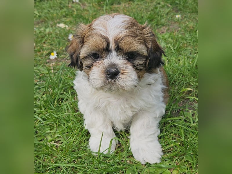Reinrassige Shih Tzu  Welpen suchen ab 07.05. ein neues zu Hause