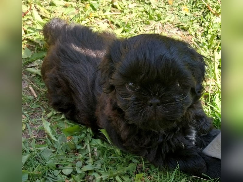 Reinrassige Shih Tzu  Welpen suchen ab 07.05. ein neues zu Hause