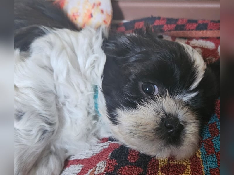 Reinrassige Shih Tzu  Welpen suchen ab 07.05. ein neues zu Hause