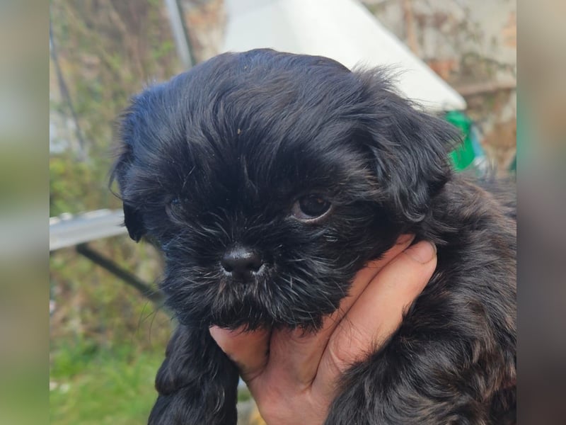 Reinrassige Shih Tzu  Welpen suchen ab 07.05. ein neues zu Hause
