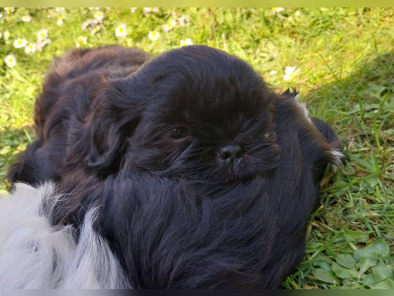 Reinrassige Shih Tzu  Welpen suchen ab 07.05. ein neues zu Hause