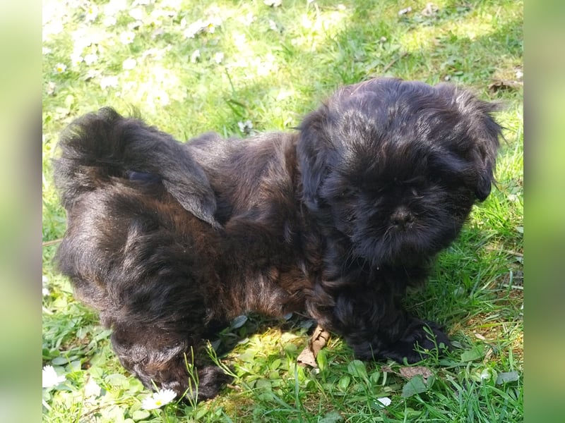 Reinrassige Shih Tzu  Welpen suchen ab 07.05. ein neues zu Hause
