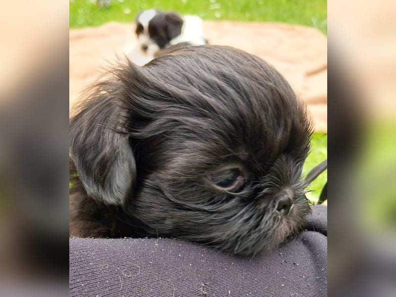 Reinrassige Shih Tzu  Welpen suchen ab 07.05. ein neues zu Hause