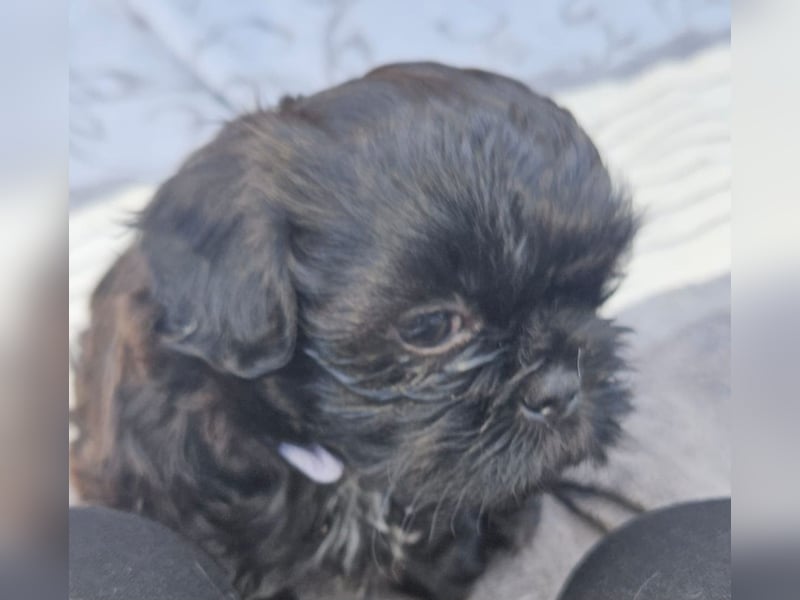 Reinrassige Shih Tzu  Welpen suchen ab 07.05. ein neues zu Hause