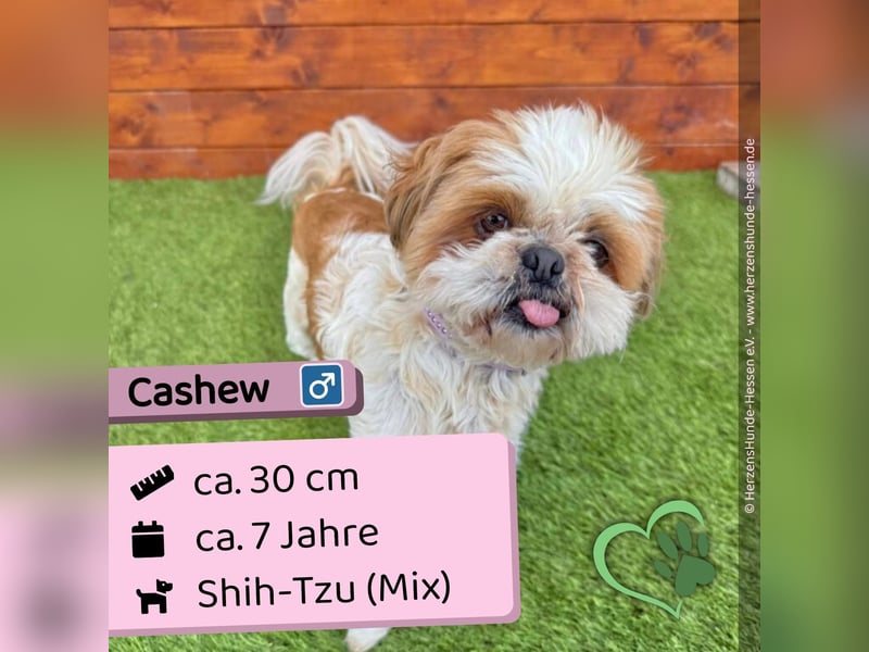Cashew - ruhig, sozial