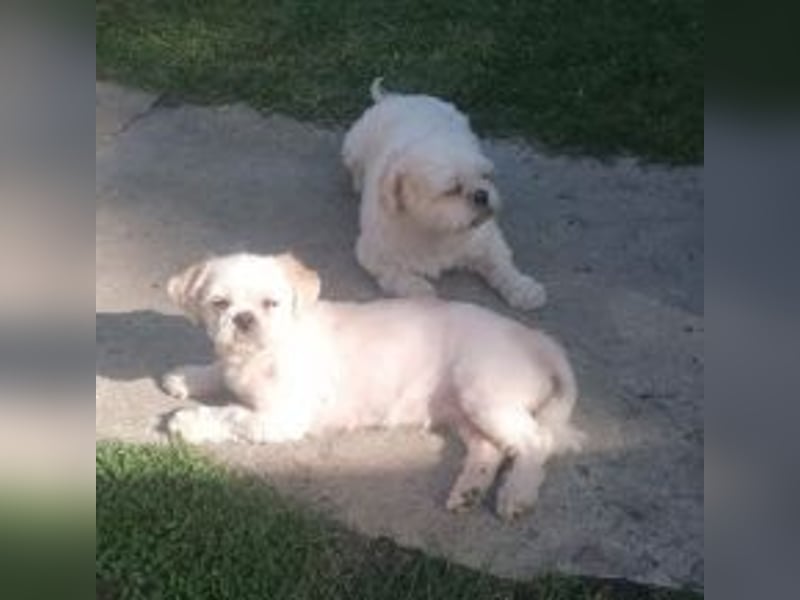 *** EILT *** FLOCKE - Shih Tzu  Rüde  ***