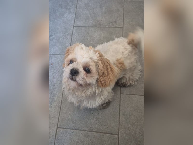 *** FLOCKE - Shih Tzu  Rüde  ***