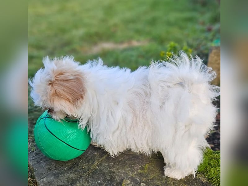 *** EILT *** FLOCKE - Shih Tzu  Rüde  ***